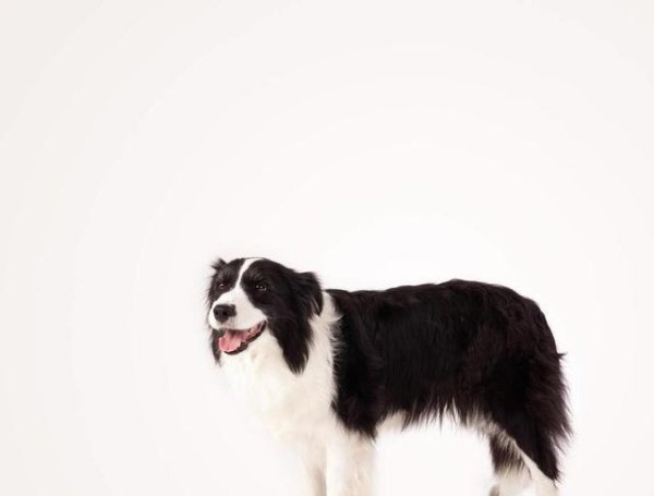 万隆优配 为什么有的狗叫牧羊犬？真的只是放羊的吗？